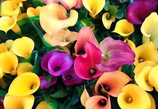 彩馬蹄蓮的養(yǎng)殖方法，做好五個要點花開艷麗