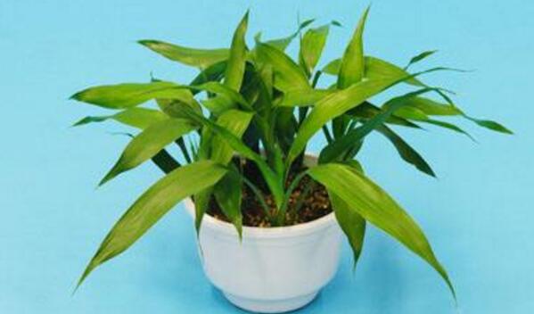 富貴竹能放臥室嗎，可以放在臥室