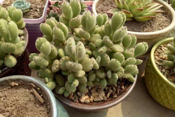 多肉植物熊童子掉葉子，找出問題的原因及時處理