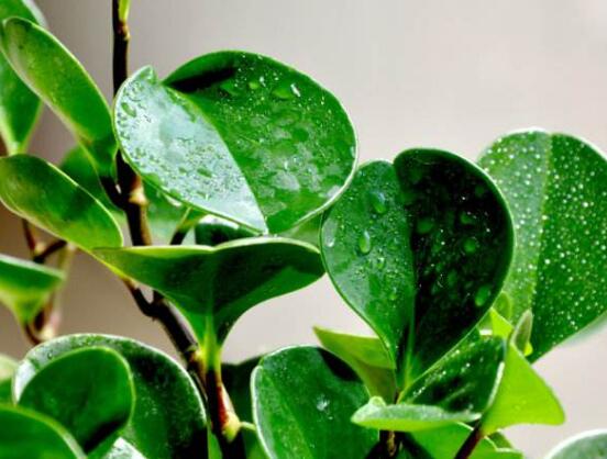 花卉小家碧玉怎么養(yǎng)，老農(nóng)總結八大基本方法