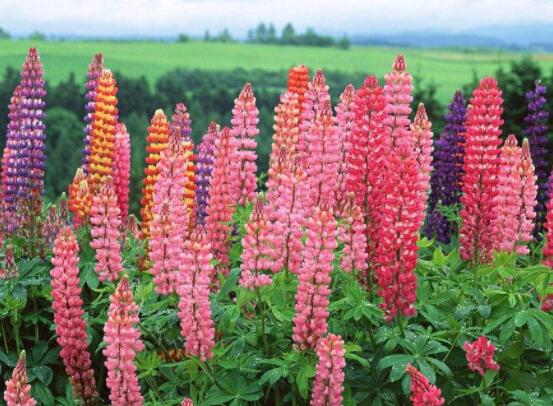 薰衣草精油的功效與用法，美容養(yǎng)顏、舒緩心情