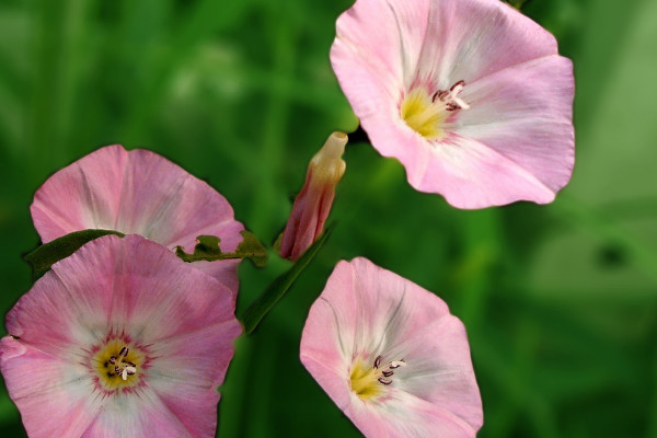 牽?；ǚN子能吃嗎