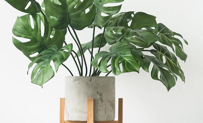 龜背竹多久澆一次水，不同的季節(jié)澆水的時(shí)間也不同