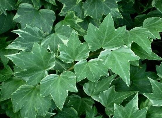 常春藤掉葉子怎么辦，四種原因以及解決辦法