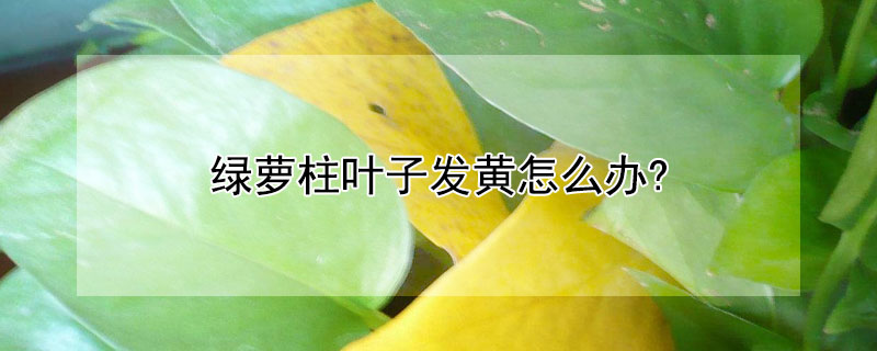 綠蘿柱葉子發(fā)黃怎么辦?