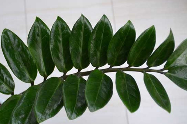 金錢樹的養(yǎng)殖方法和繁殖方法