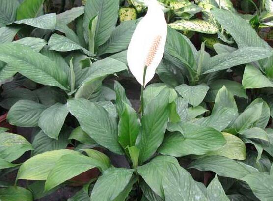 一帆風順花怎么移植，教你六個簡單易學步驟