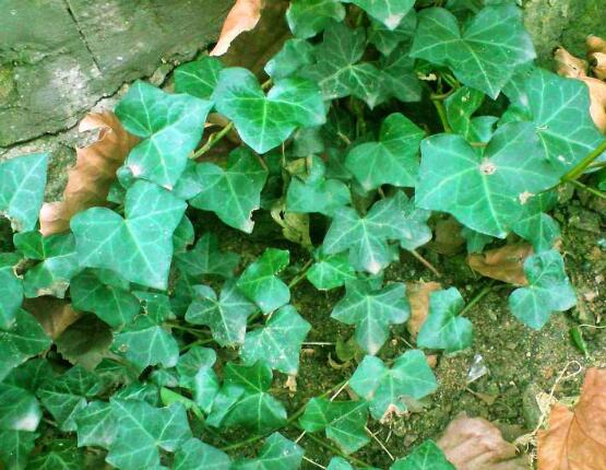 常春藤的養(yǎng)殖方法和注意事項(xiàng)，老農(nóng)總結(jié)八大基本方法