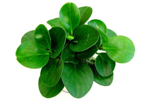 碧玉花植物如何移栽，簡單三步教你扦插成活