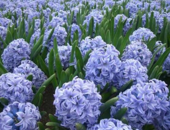 風(fēng)信子花代表什么意思，代表著永遠(yuǎn)的懷念、重生的愛