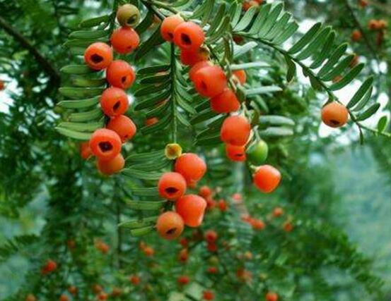 紅豆杉施什么肥好，紅豆杉施氮、磷、鉀肥最好