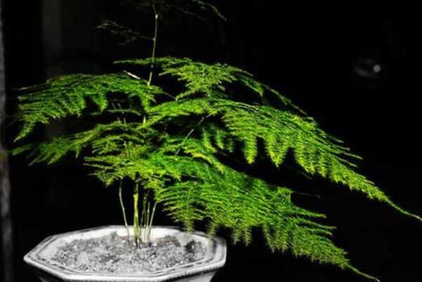 怎么養(yǎng)文竹