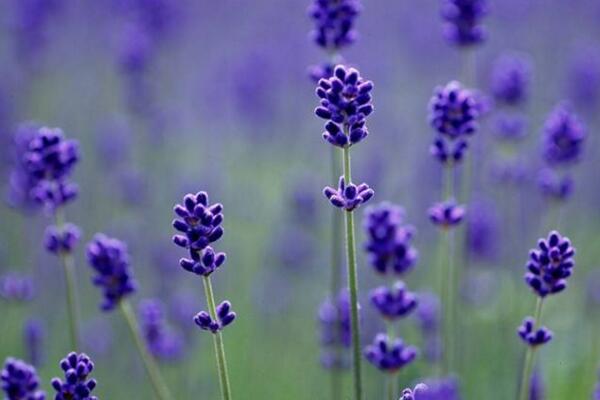 哪個(gè)品種的薰衣草最好，推薦以下幾種薰衣草