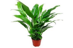 一帆風(fēng)順怎么修剪，一帆風(fēng)順的修剪方法