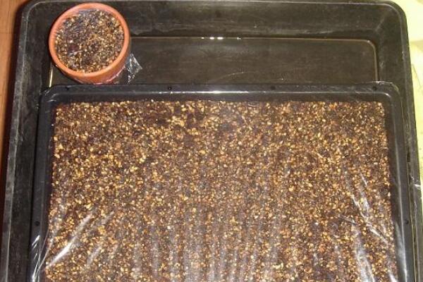 如何種生石花，4步即可完成生石花的種植