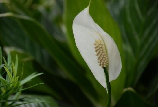 一帆風(fēng)順花葉子發(fā)黃怎么辦，及時采光施肥可以挽救葉子發(fā)黃