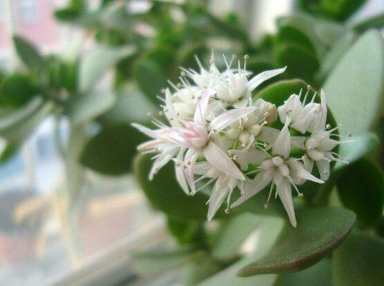 關(guān)于玉樹開花的迷信說法，（玉樹開花人離世）是假的