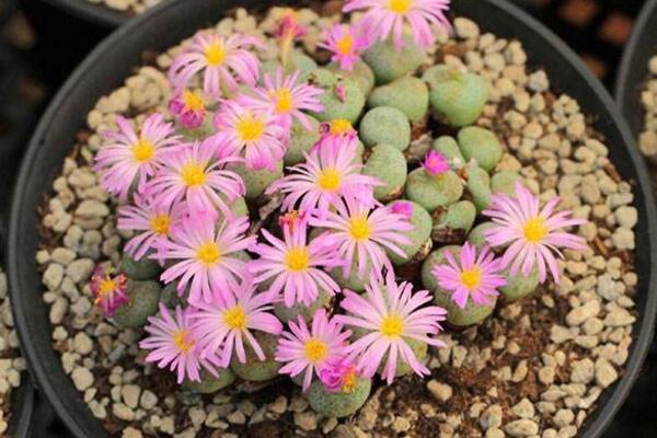 如何種生石花，4步即可完成生石花的種植