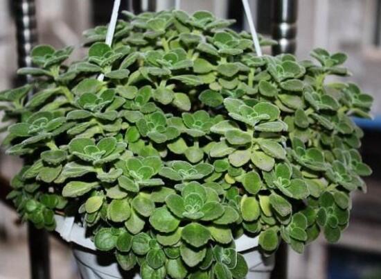 碰碰香長的太長怎么辦，及時修剪頭部/不斷進行扦插繁殖