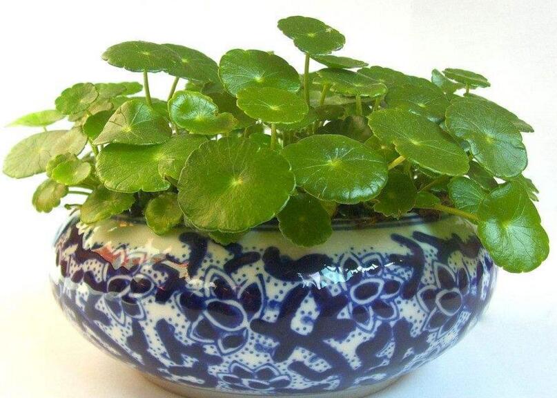 銅錢草適合放臥室嗎，不僅可以放并且作用也特別大