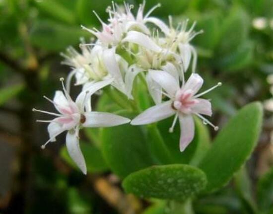 怎么讓玉樹開花，做好這六個(gè)要點(diǎn)便可花開爆盆