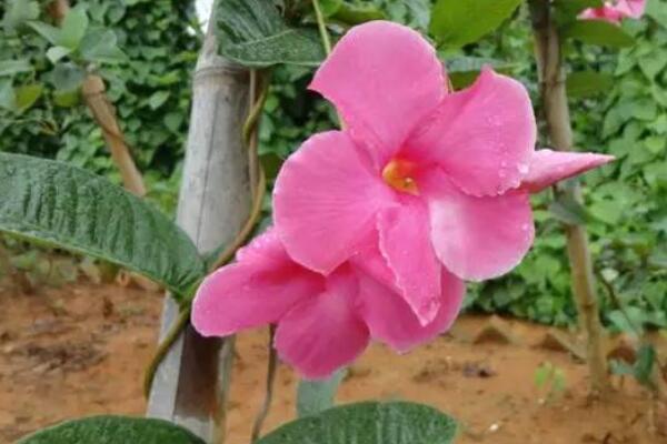 雙腺藤的養(yǎng)殖方法