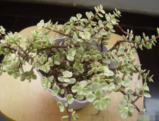 雅樂之舞葉片發(fā)皺是怎么回事，主要有三種原因造成(光照/溫度/澆水)