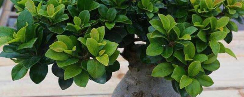 榕樹秋天怎么養(yǎng)護(hù)