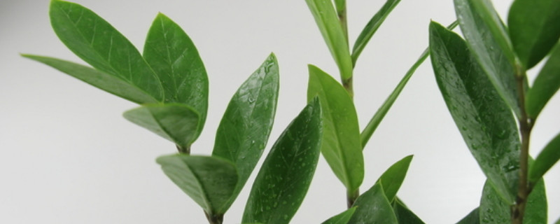 金錢(qián)樹(shù)的危害