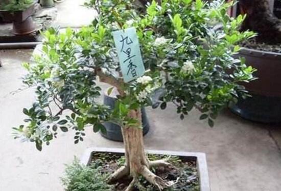 九里香怎么修剪，九里香的修剪圖解