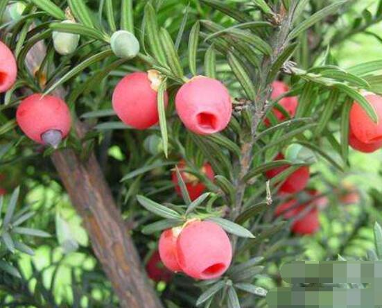 紅豆杉泡水喝的功效，防癌抗癌、增強免疫力、消炎抑菌