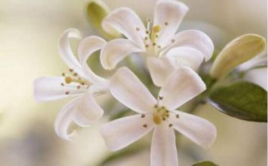 九里香冬天怎么施肥，九里香施什么肥好