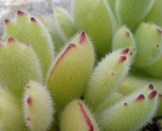 熊童子好養(yǎng)嗎，好養(yǎng)/做好五個(gè)要點(diǎn)生長(zhǎng)茂盛美觀