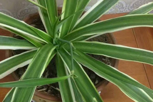 金邊吊蘭葉子發(fā)軟無(wú)力