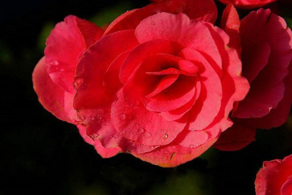 格力海棠花怎么養(yǎng)