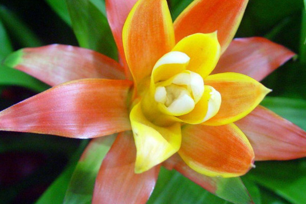 鴻運(yùn)當(dāng)頭花喜陰還是喜陽(yáng)