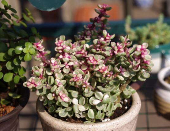 雅樂之舞葉片發(fā)皺是怎么回事，主要有三種原因造成(光照/溫度/澆水)