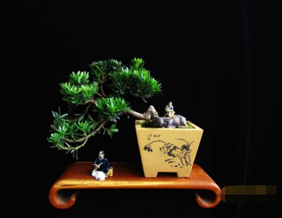 羅漢松盆景修剪技巧，教你三種修剪方法(疏剪/短剪/縮剪)