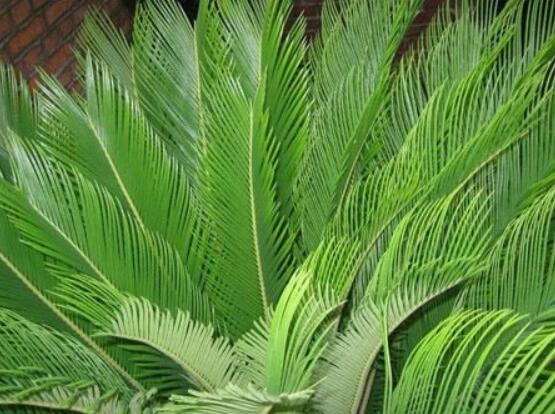 鐵樹什么時(shí)候長新葉，每年春秋時(shí)分生長出2-3輪新葉