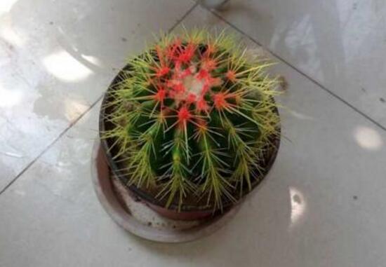 仙人球怎么繁殖，仙人球的扦插方法