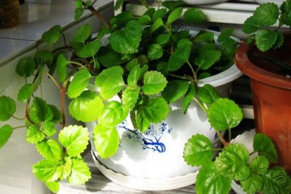 常春藤的擺放風(fēng)水，5個(gè)方面的擺放風(fēng)水