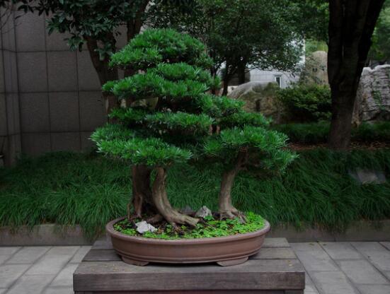 羅漢松盆景養(yǎng)護(hù)方法，老農(nóng)總結(jié)五大最實(shí)際有效方法