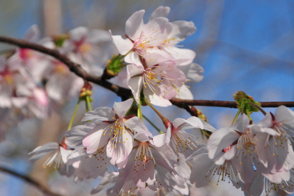 櫻花樹栽培技術(shù)與管理