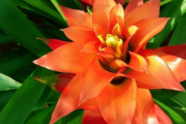 鴻運當(dāng)頭怎么澆水