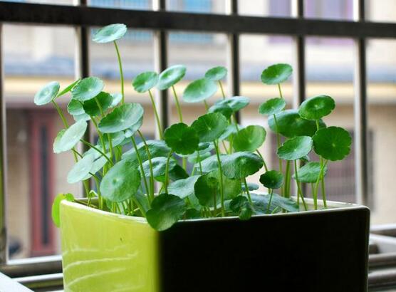 銅錢草怎么繁殖，盤點(diǎn)銅錢草三種繁殖方法(扦插/分株/播種)