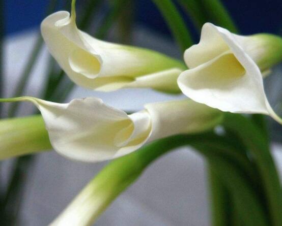 送馬蹄蓮花代表什么，不同顏色不同寓意(最深的祝福)