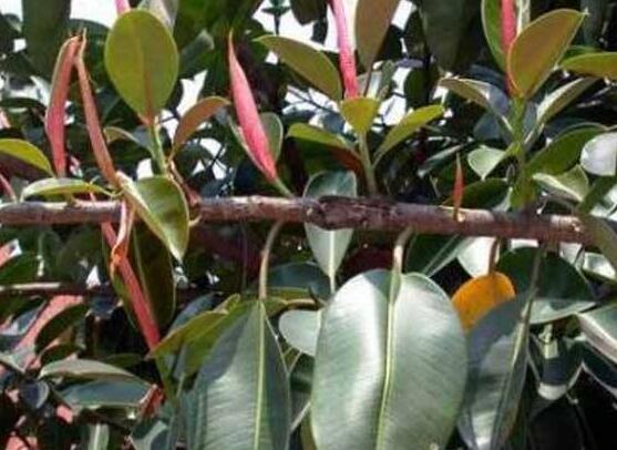 橡皮樹長黑斑怎么辦，兩種原因以及解決辦法