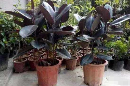 橡皮樹怎么換盆，教你四個(gè)簡(jiǎn)單易學(xué)的方法