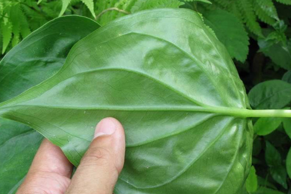 滴水觀(guān)音與尖尾芋的區(qū)別