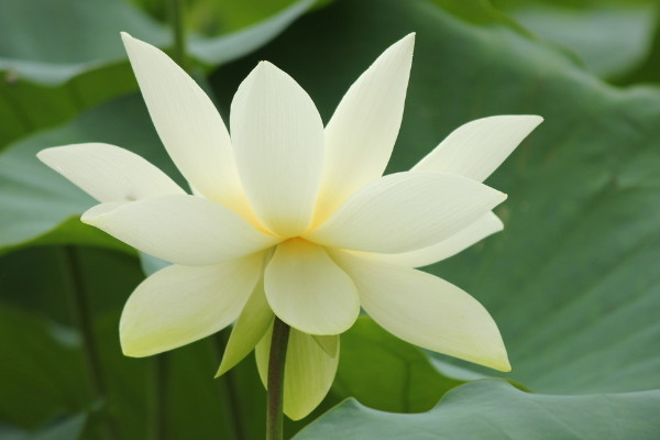 水養(yǎng)荷花為什么不開花